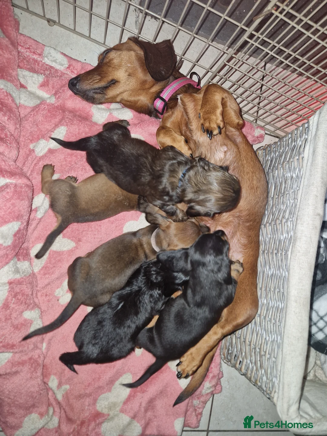 Miniature Dachshund dogs for sale: Beautiful miniature dachshund puppies - Advert 1
