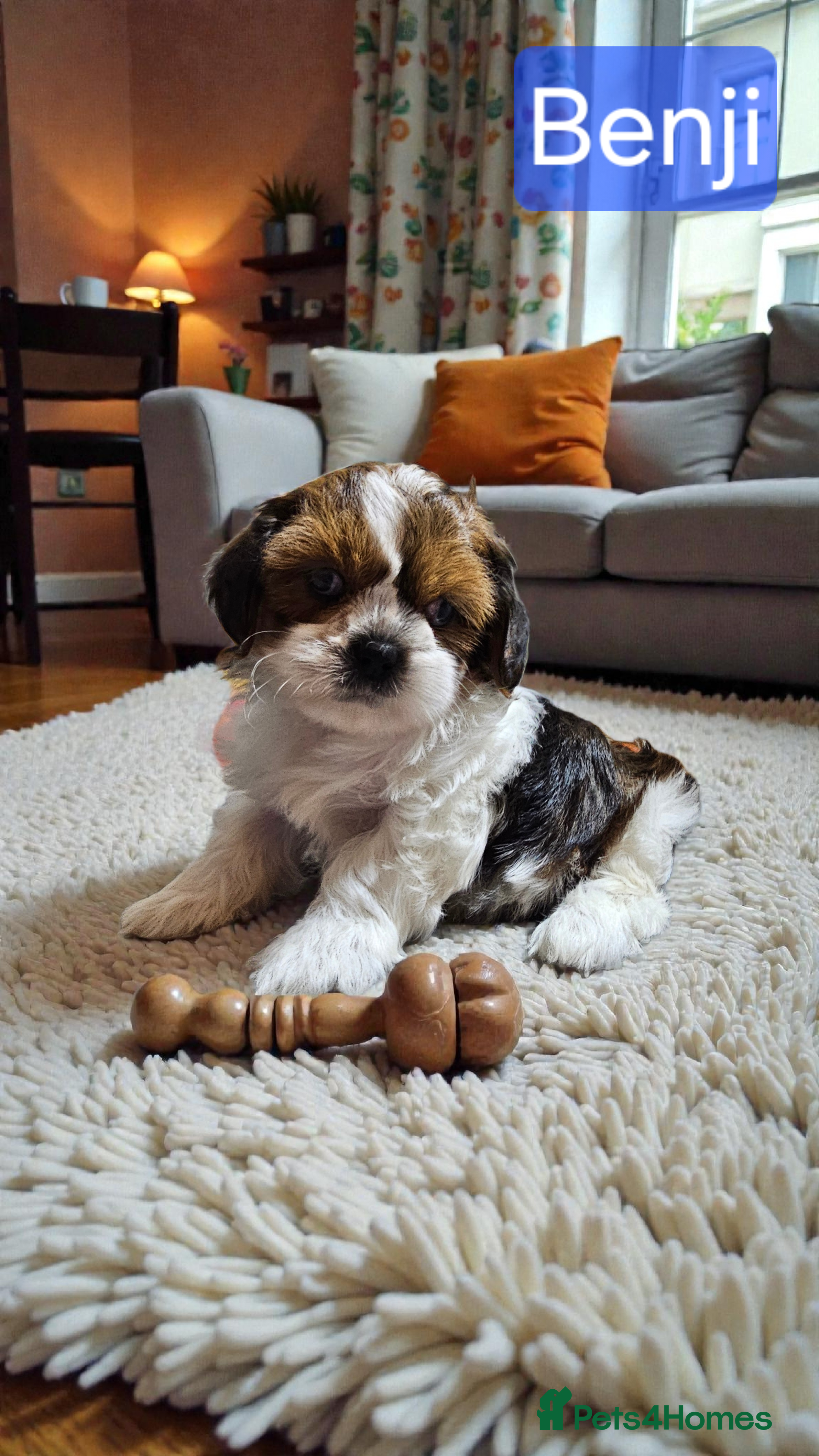 Shih Tzu dogs 💞 QUALITY STANDARD SHIH TZU 💞 - Advert 6