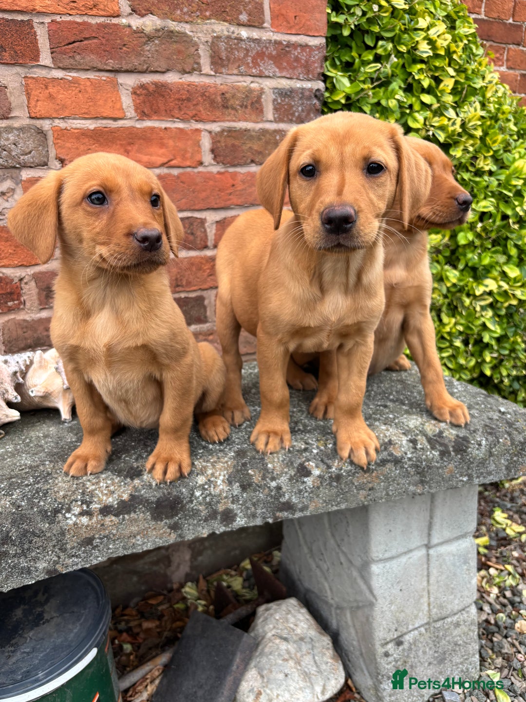 Labrador Retriever dogs for sale: KC FOX RED LABRADORS  - Image 19