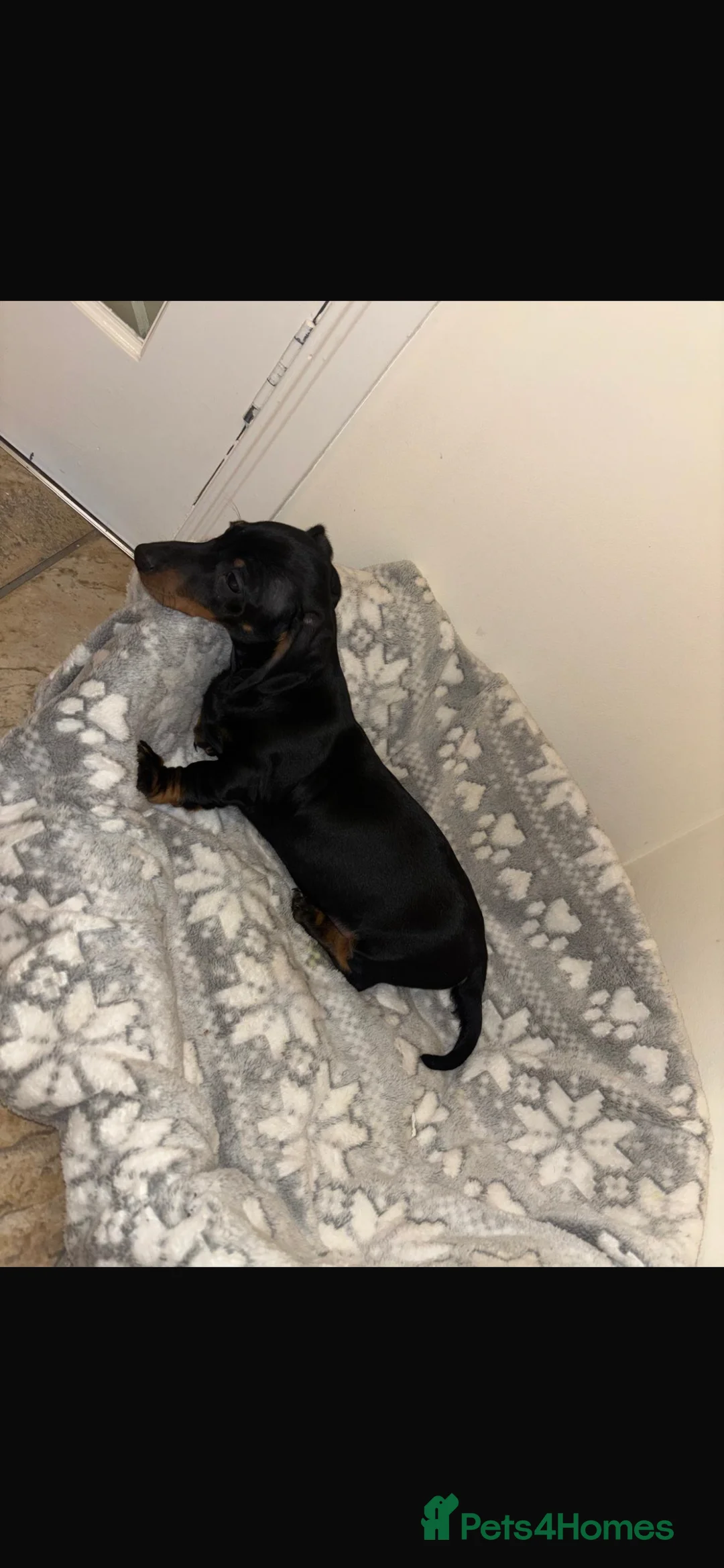 Miniature Dachshund dogs for sale: Looking for forever home  - Advert 5