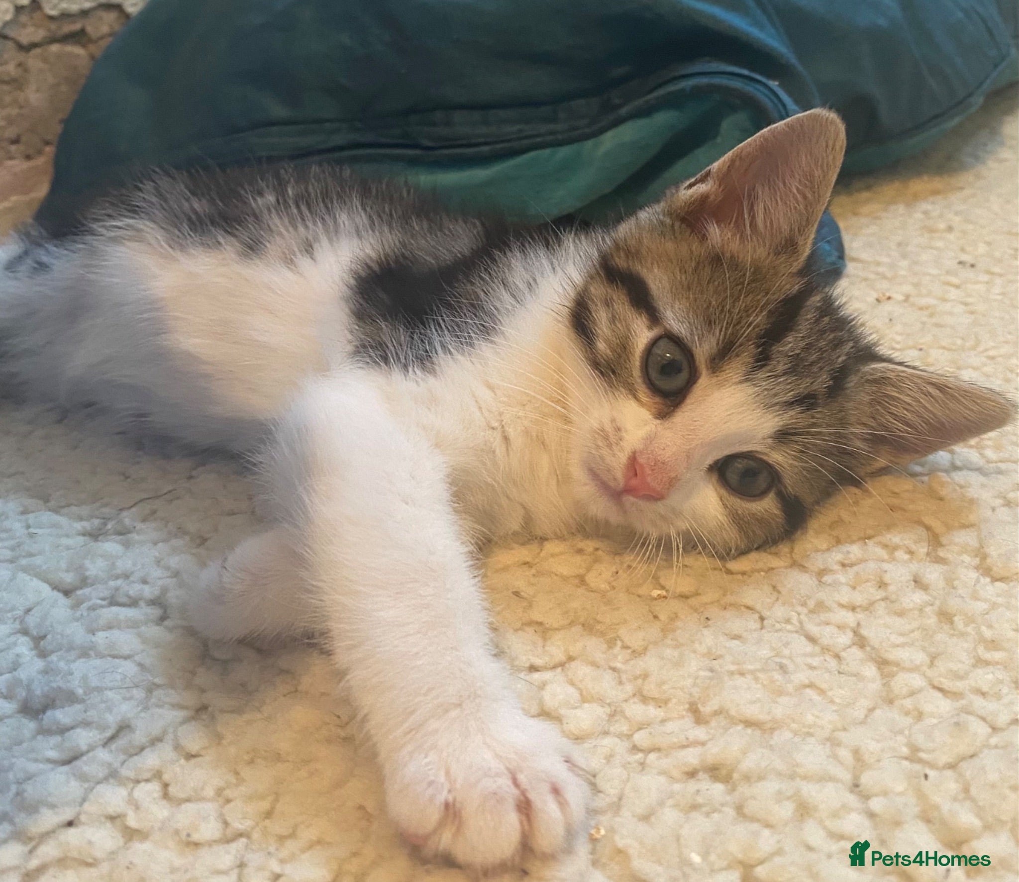 Mixed Breed cats Super friendly and stunning part Siamese kittens  - Advert 13