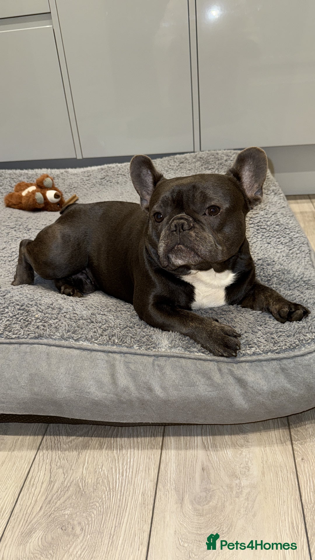 French Bulldog dogs for sale: 2 Male French Bulldogs - Advert 5