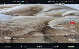 Scottish Fold cats for sale: Scottish fold - Image 24