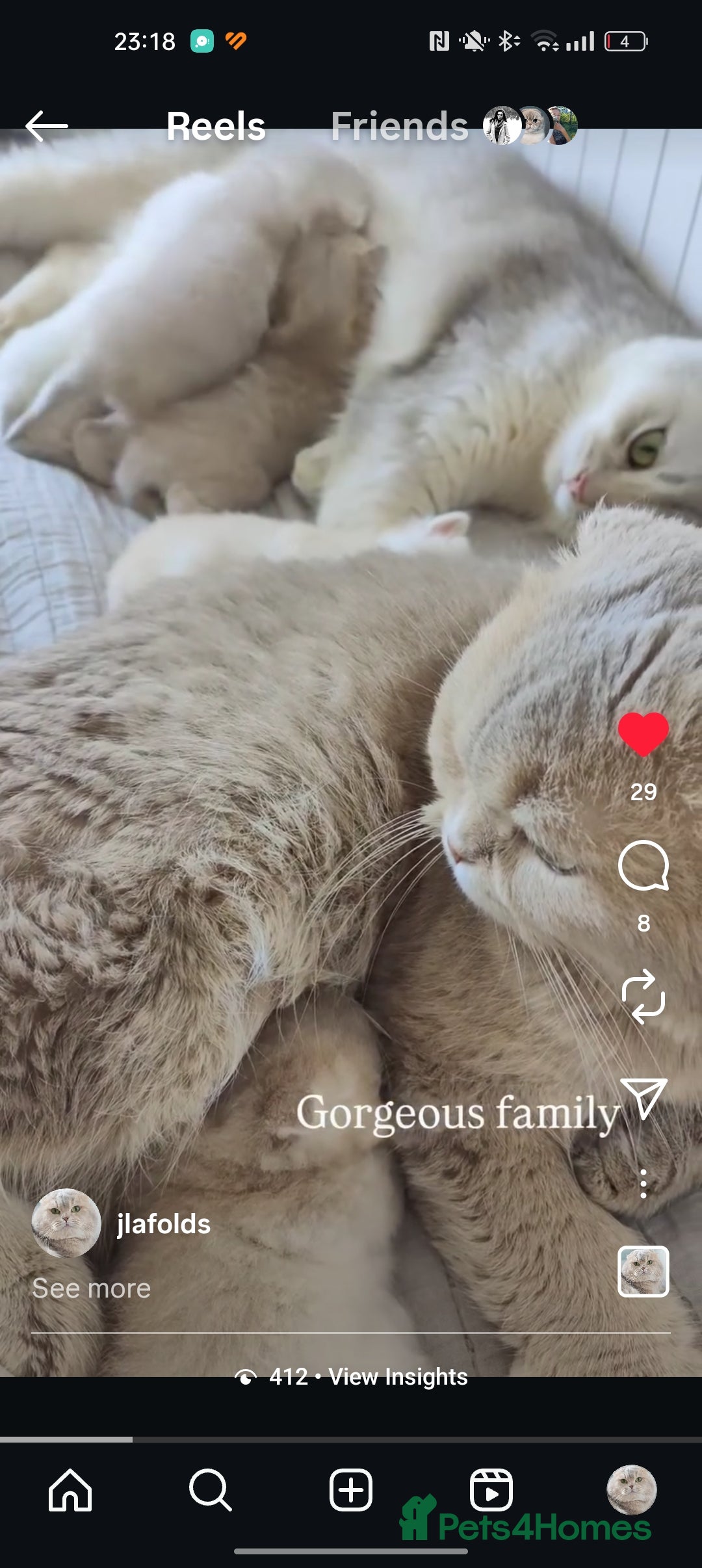 Scottish Fold cats for sale: Scottish fold - Image 24