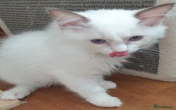 Ragdoll cats for sale: GCCF Chocolate Point with White Bi-color Kittens - Image 31