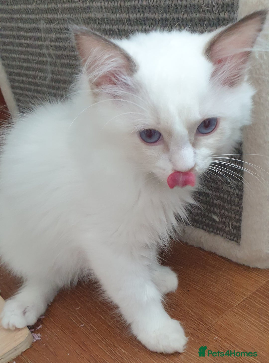 Ragdoll cats for sale: GCCF Chocolate Point with White Bi-color Kittens - Image 31