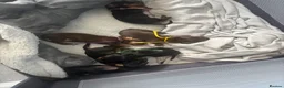 Miniature Dachshund dogs for sale: 6x miniature dachshund puppies - Advert 8