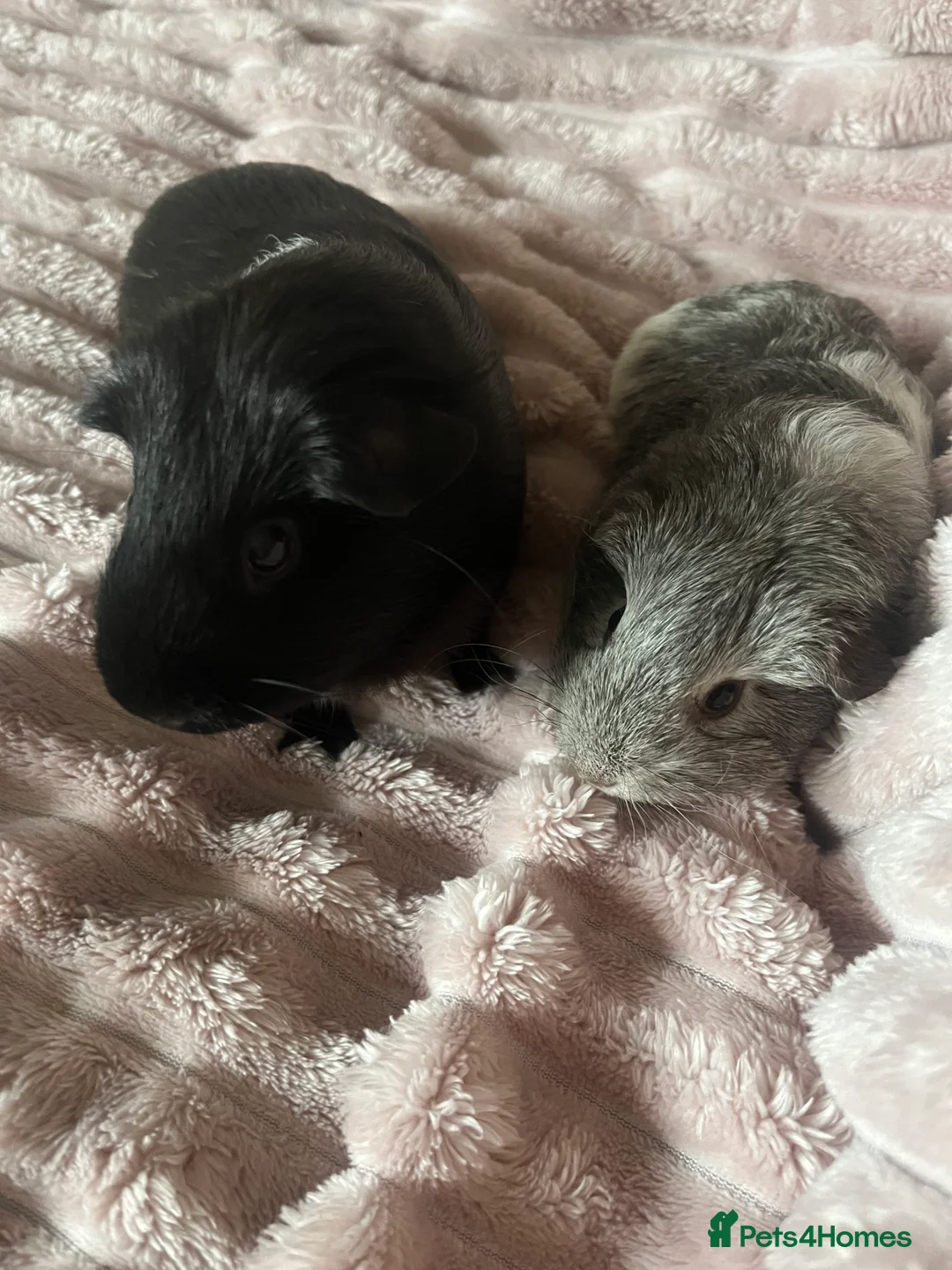 Guinea Pig rodents for sale: Mother and daughter guinea pigs in Southampton - Advert 2