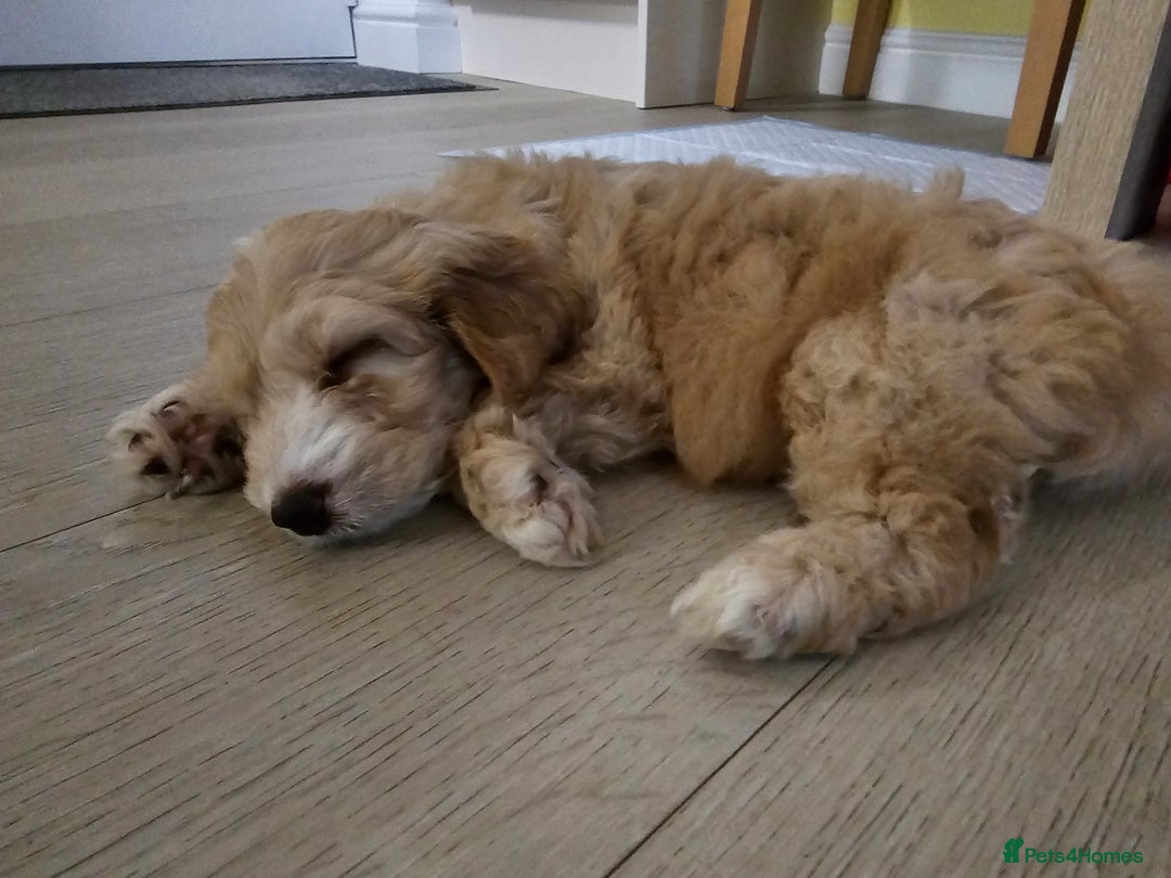 Cockapoo dogs for stud: Male cockapoo for stud 'Woody' - Image 19