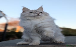 Maine Coon cats for sale: Black Silver Shaded proven stud boy - Advert 16