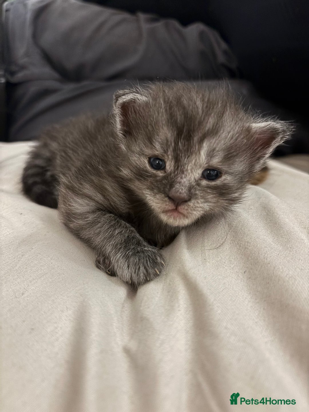 Maine Coon cats for sale: Beautiful Maine Coon Kittens - 1 pretty girl left - Advert 14