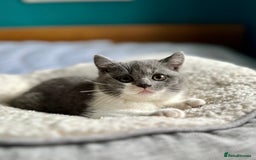 British Shorthair cats for sale: Pedigree British Shorthair Kittens - Image 30