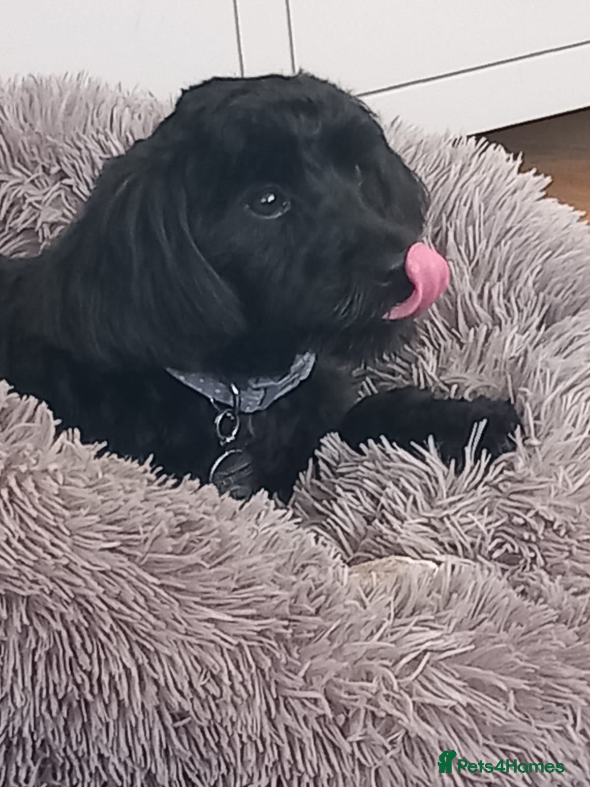 Cockapoo dogs Female cockapoo  - Advert 10