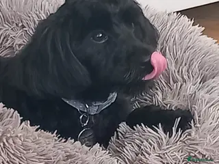 Cockapoo dogs Female cockapoo - Advert 2