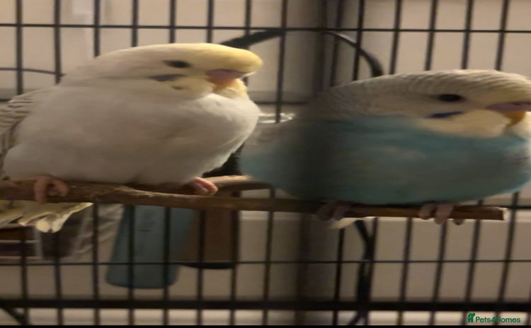 Budgerigars birds - Advert 1