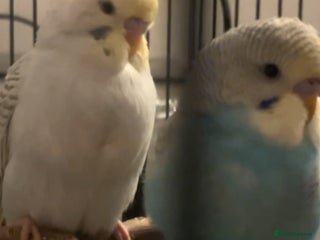 Budgerigars birds - Advert 30