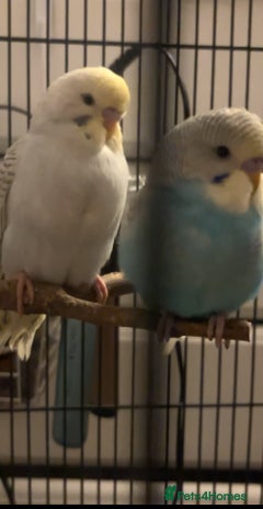 Budgerigars birds - Advert 7