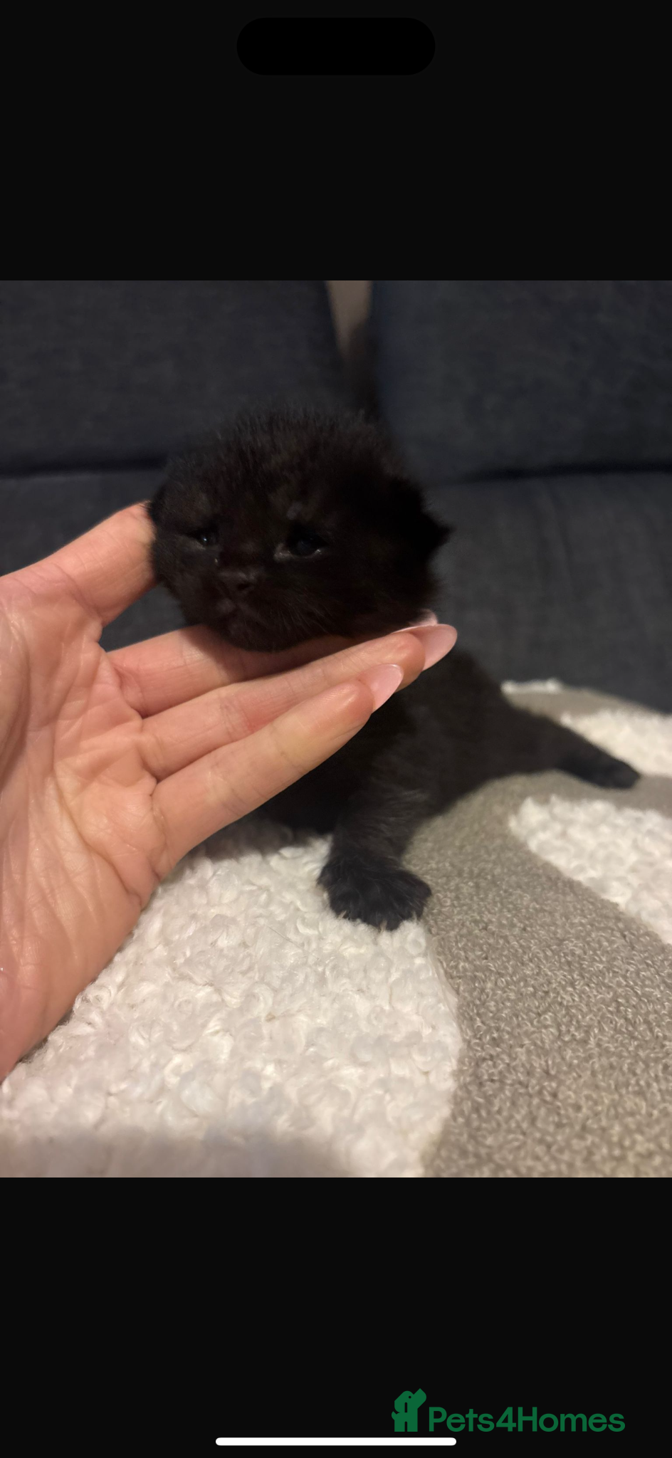 Scottish Fold cats mixed breed kittens  - Advert 1