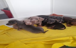 Miniature Dachshund dogs for sale: 4 x miniature dachshund pups left - Image 14