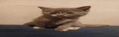 British Shorthair 1