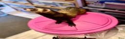 Ferret rodents for sale: Male Ferrets for Rehome Ozzy & Bandit  - Advert 4