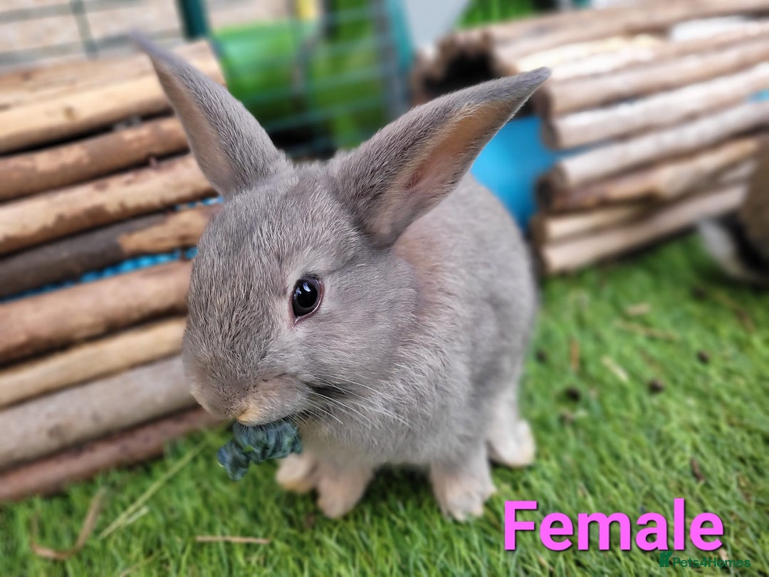 Mini Lop rabbits for sale: Beautiful Mini Lops - READY TO LEAVE - Image 24