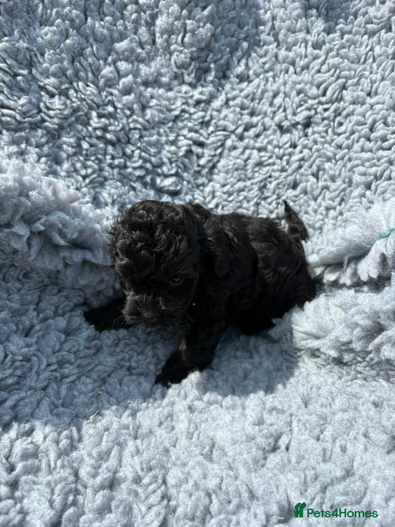 Shihpoo dogs Beautiful litter of shihpoo puppies - Advert 18