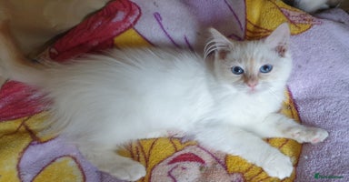 Ragdoll cats - Advert 11