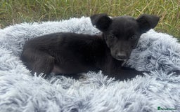 Mixed Breed dogs for adoption: Polly * Jack Russell x  * 240782 - Image 5