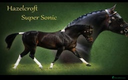 Riding pony horses for sale: 14.2hh 8 year old Gelding  - Image 4