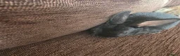 Mixed Breed rabbits for sale: Wee Rabbits in Ballymena - Advert 33