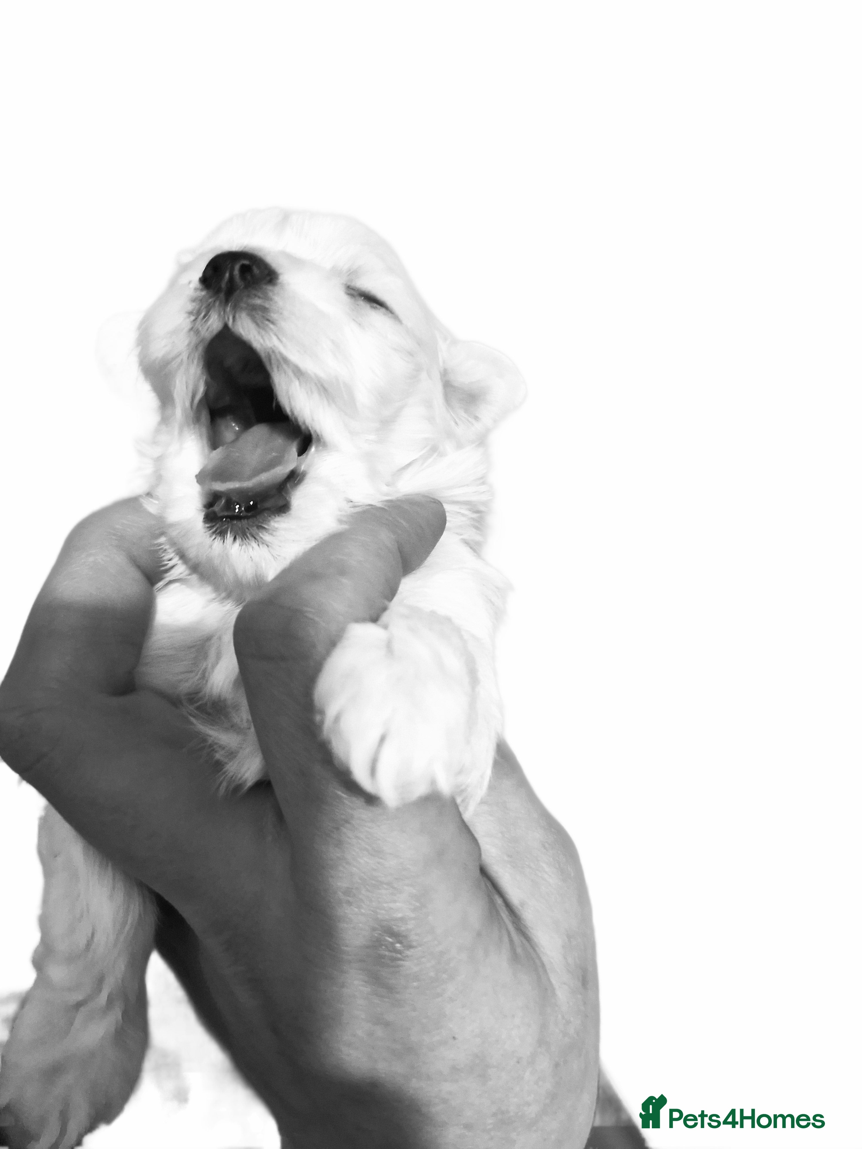 Maltese dogs Maltese baby newborns  🐶 💖  - Advert 9