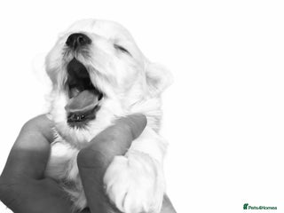 Maltese dogs Maltese baby newborns 🐶 💖 - Advert 1