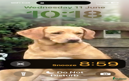 Labrador Retriever dogs for sale: Labrador puppies - Image 9