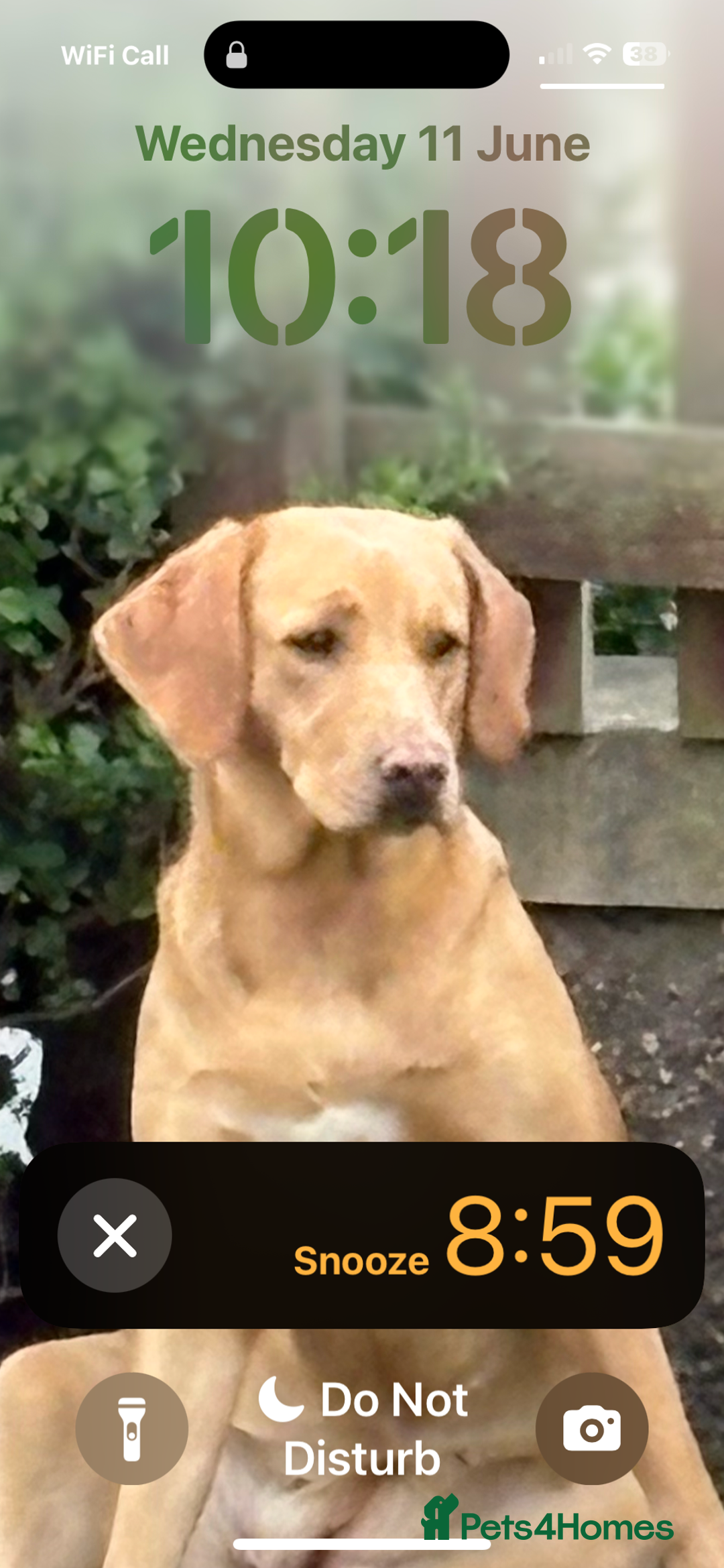 Labrador Retriever dogs for sale: Labrador puppies - Image 9