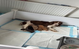 Cocker Spaniel dogs for sale: Amazing litter of 7 cocker spaniels  - Image 2