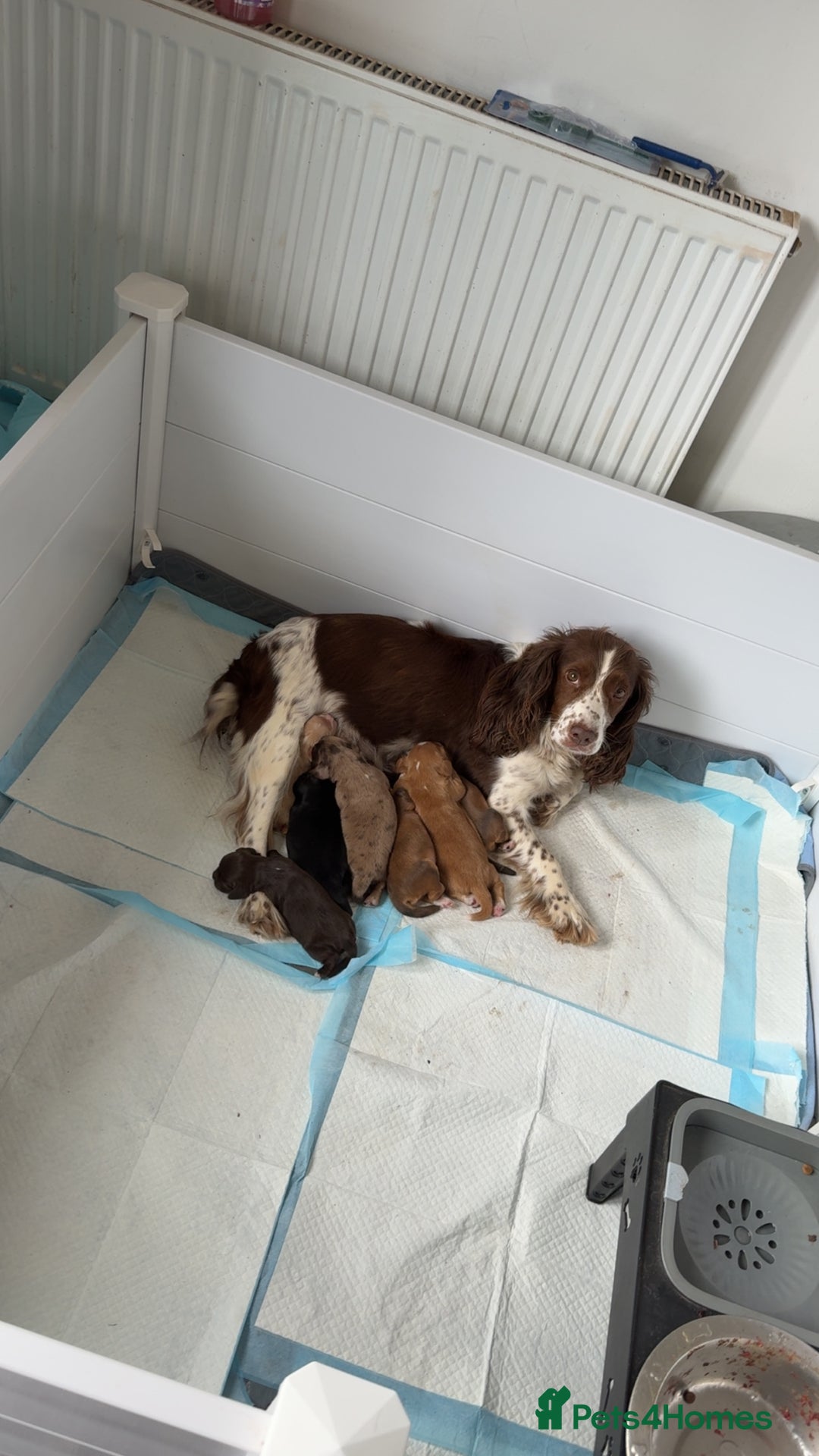 Cocker Spaniel dogs for sale: Amazing litter of 7 cocker spaniels  - Image 2