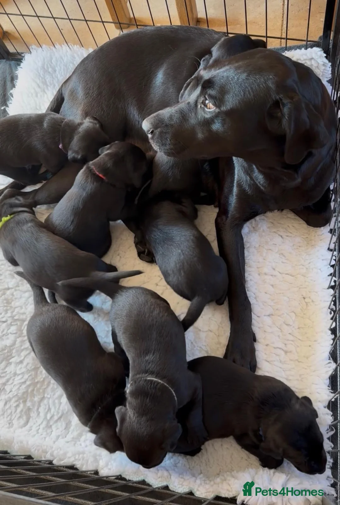Labrador Retriever dogs for sale: KC Registered, Fully Health Tested  - Advert 1
