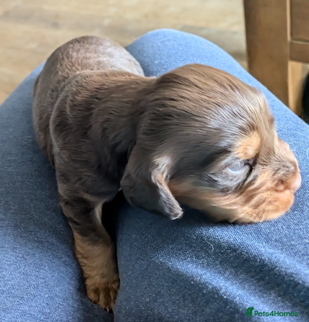 Cocker Spaniel dogs for sale: Chocolate/Chocolate Tan working cocker pups - Advert 26
