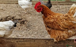 Chickens poultry for sale: Shaver brown chickens - Image 14