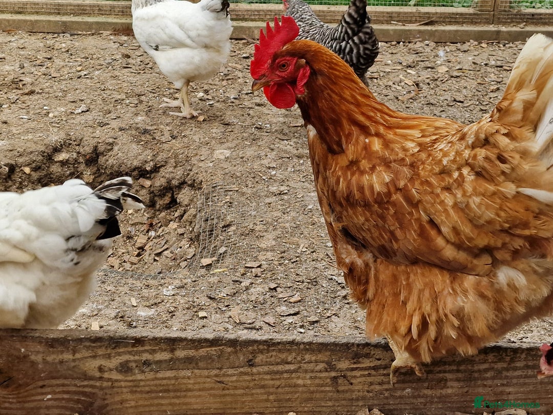 Chickens poultry for sale: Shaver brown chickens - Image 14