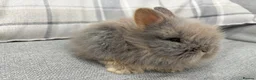 Lionhead rabbits for sale: Double Mane Lion Head Bunnies 🐰 for sale  - Advert 7