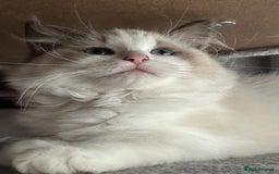 Ragdoll cats for sale: Ragdoll kittens - Image 1