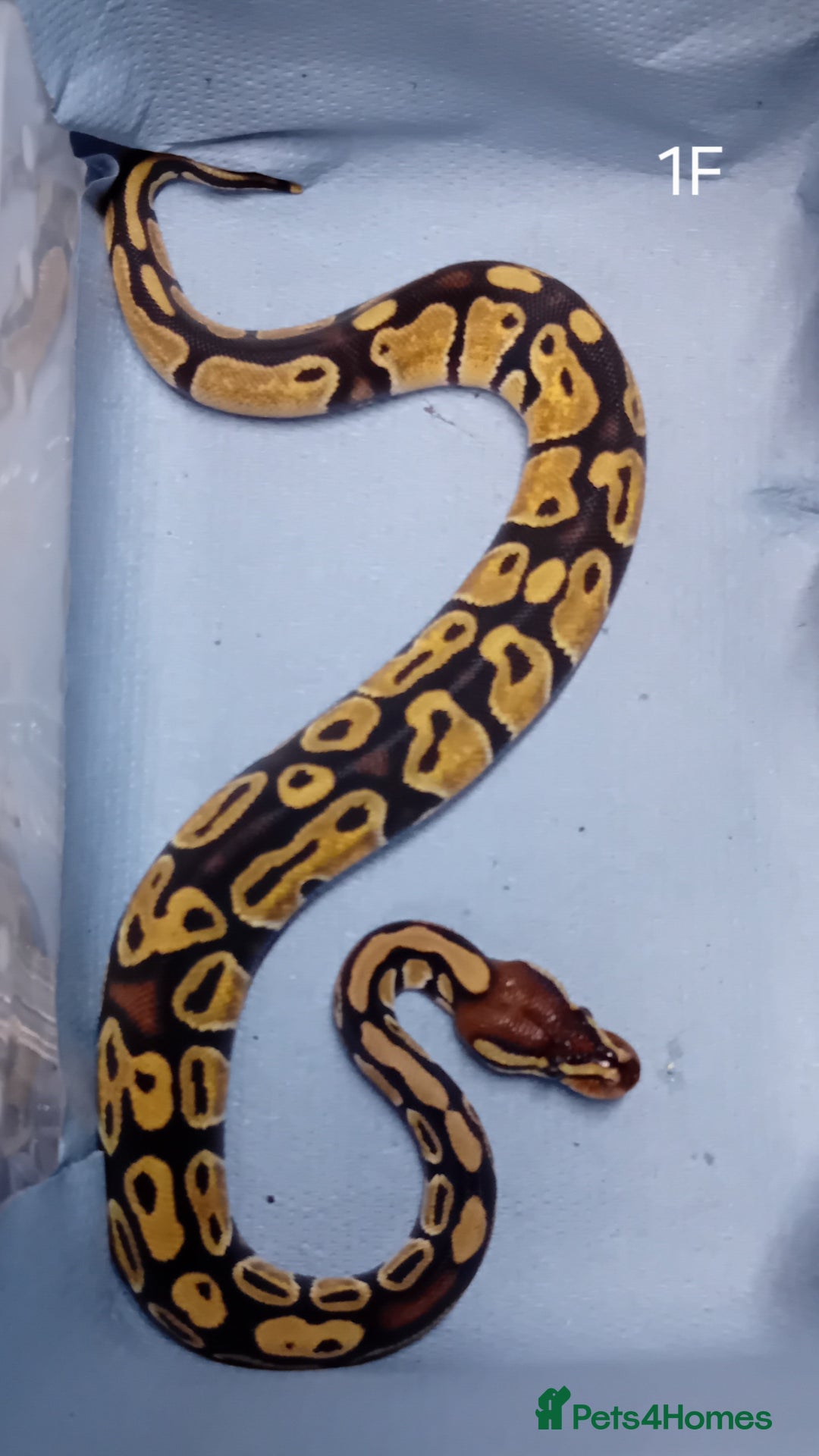 Python Snake reptiles for sale: Hatchling Royal Python's Females - Advert 2