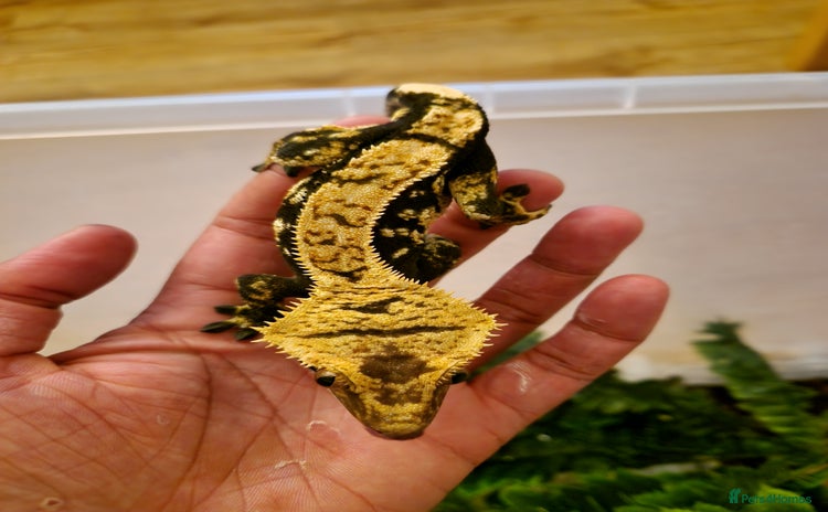 Gecko reptiles - Advert 1