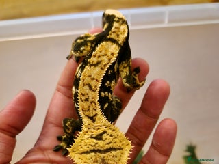 Gecko reptiles - Advert 18