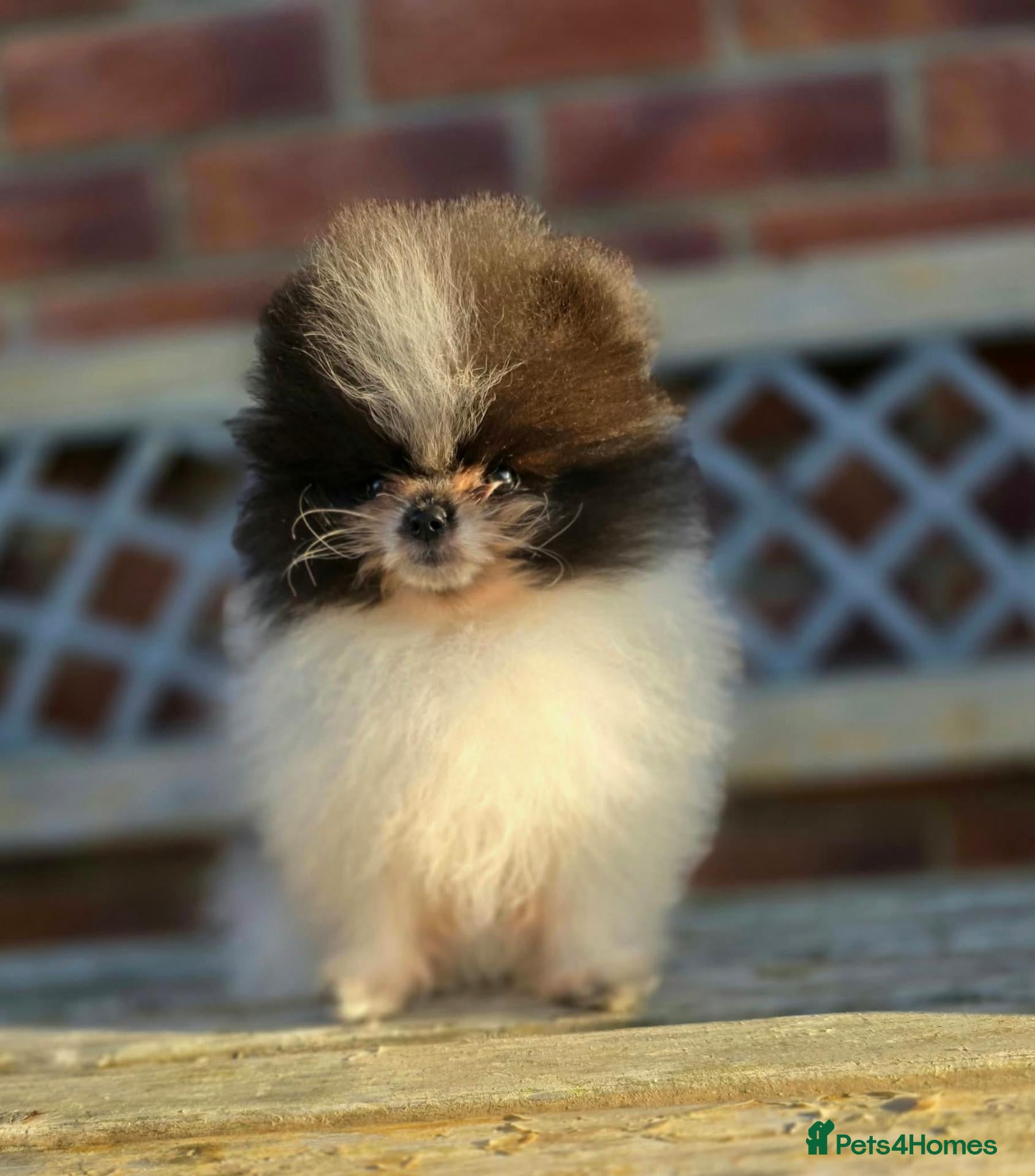 Pomeranian dogs REDUCED TO FIND NEW HOMES  - Advert 1