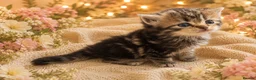 Siberian cats for sale: Hypoallergenic Champion Siberian Kittens-Ready JUL - Advert 2