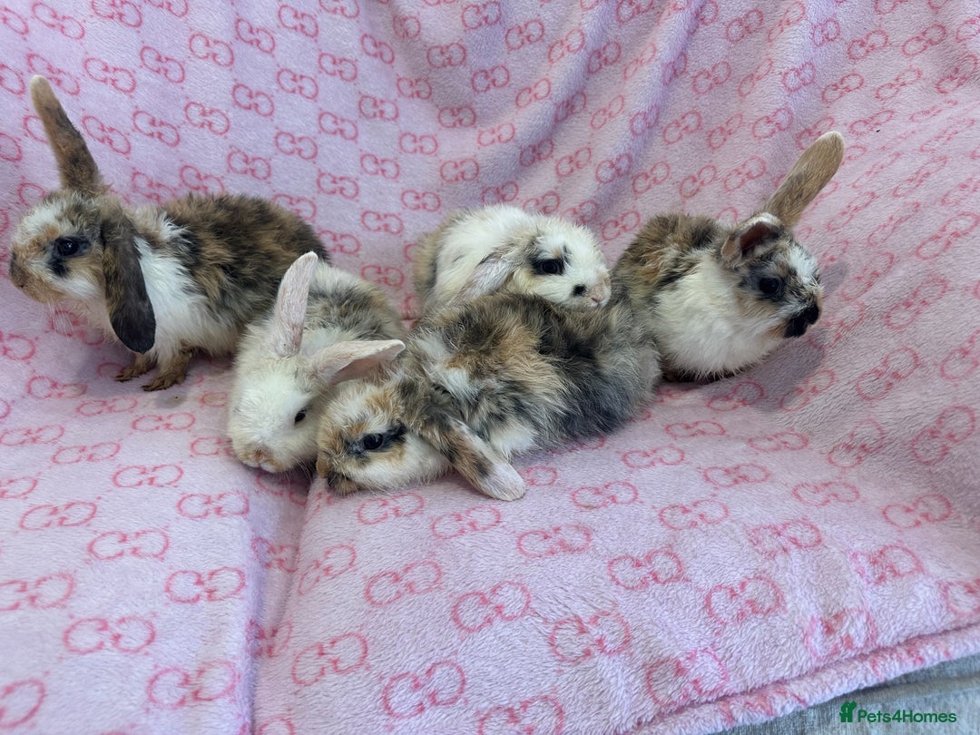 English Lop rabbits for sale: Beautiful rabbits for sale 07840003253  - Image 10