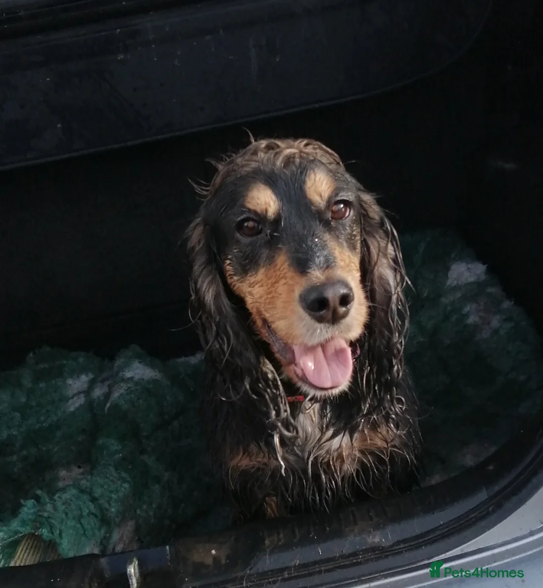 Cocker Spaniel dogs for sale: Cocker spaniel puooys - Advert 18